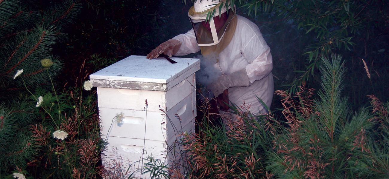 Dawn Tending her Bees, spring 2015. Photograph by Kellie Buckley.