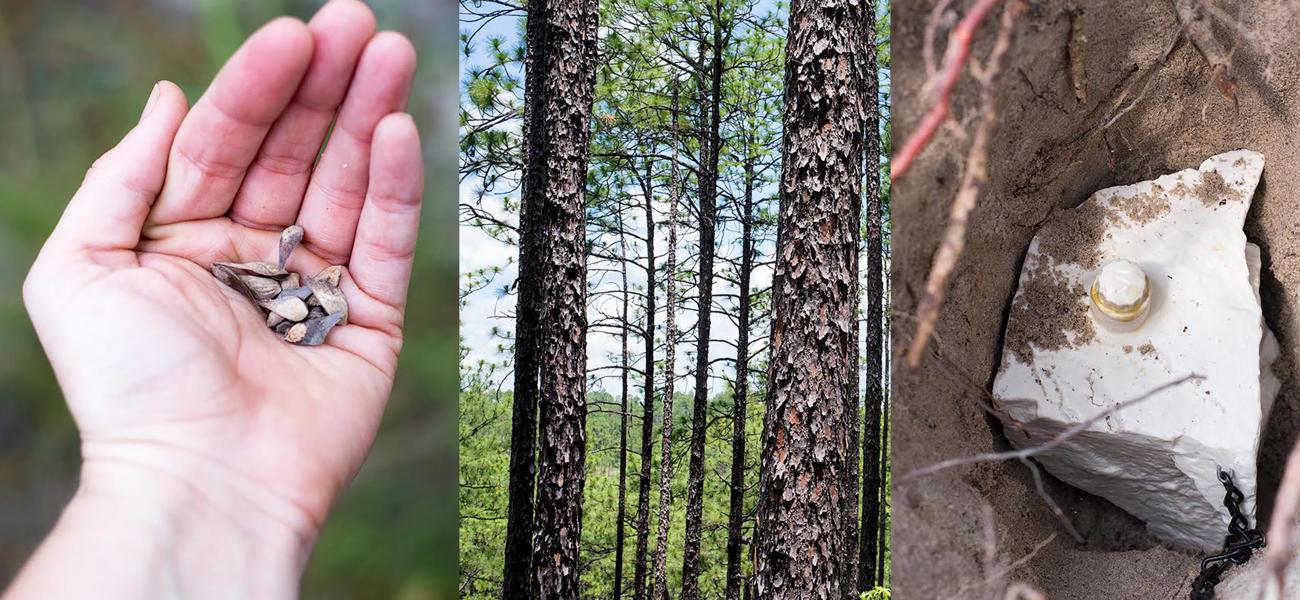 "Bank VI" filled with longleaf pine seeds, and buried in the subtropical forest of Louisiana (traditional lands of the Chahta Yakni- Choctaw peoples). Collaborators: Geren Huertin, Zach Fox, and Savannah Morales. Photo courtesy of Geren Huertin.