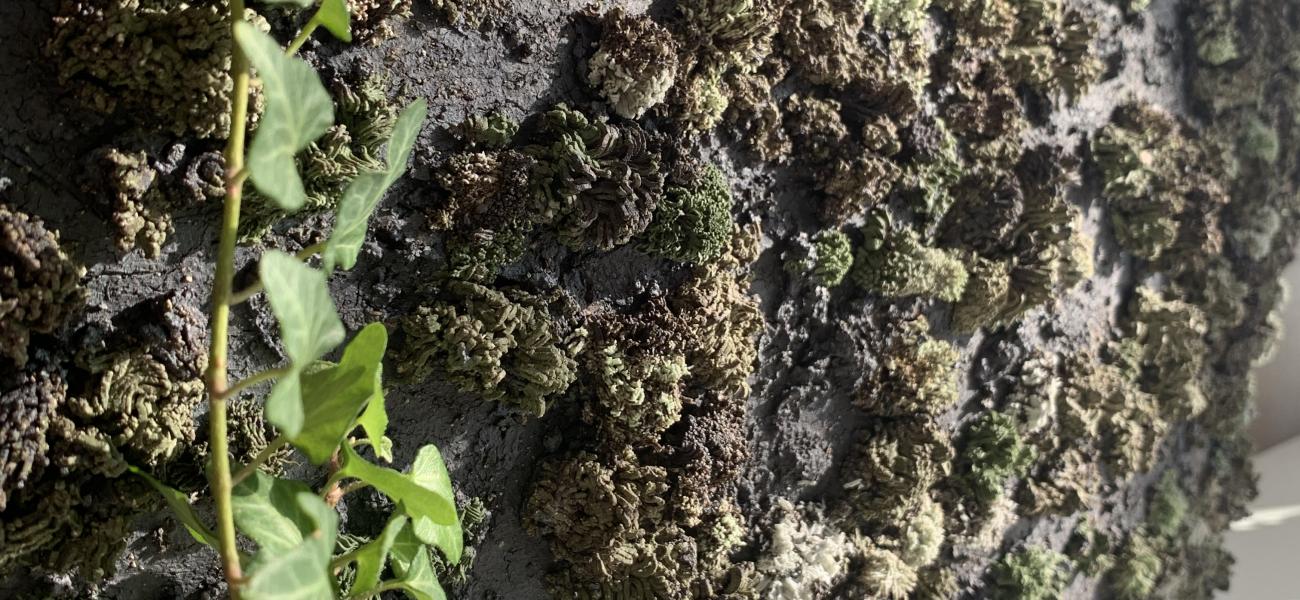 Anna Cebular, Guards of the Wilderness (detail)