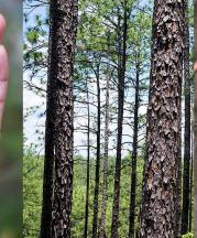 "Bank VI" filled with longleaf pine seeds, and buried in the subtropical forest of Louisiana (traditional lands of the Chahta Yakni- Choctaw peoples). Collaborators: Geren Huertin, Zach Fox, and Savannah Morales. Photo courtesy of Geren Huertin.